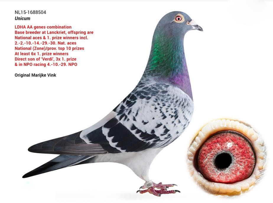 无双 Unicum
